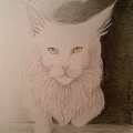 Maine Coon format A3