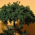 Jedno z drzew na szczycie Miniaturowego Świata