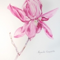 ilustacja - magnolia