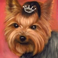 Yorkshire terier, 18x24 cm