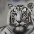 Tygrys na płótnie 50x70