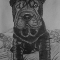 Shar pei, ołówki na A4
