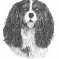 Rysunek ołówkiem - pies rasy King Charles Cavalier