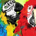 kolorowe ptaki