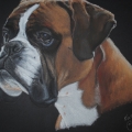 portret psa, suchy pastel, rozmiar 34x45